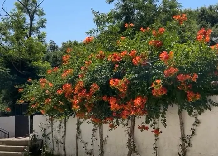 Апартаменты Lexhulo Room's